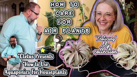 How to care for Air Plants & Setup Aquaponics For Your Houseplants