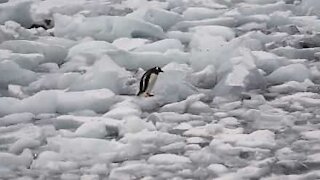 Pinguino un po' goffo cerca di camminare sul ghiaccio