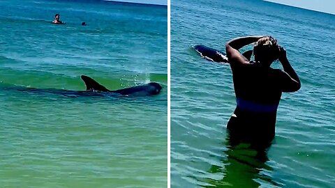 Family on vacation have an unbelievable dolphin experience