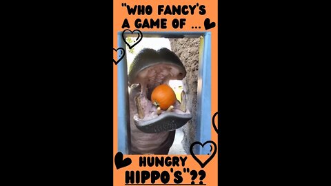🧡 ‘SAMMY’ THE HUNGRY HIPPO’ ~ “OMG! .. I AM IN LOVE”!! #shorts #hippo #funny #cute #funnyshorts 🧡