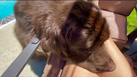 Newfoundland sweetly insists on having some soup