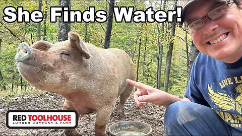 Trying to Find Water on Your Property - GET PIGS!!