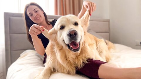 The Golden Retriever Enjoys the Attention of his Human Mom
