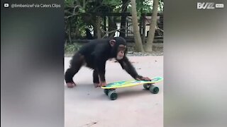 Ce chimpanzé maîtrise le skateboard