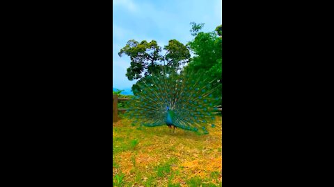 The beauty of peacocks in our farm