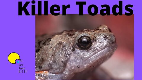 KILLER TOADS