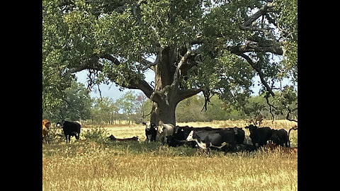 180 Acre Cattle Ranch UNDER CONTRACT, Mt Vernon, Texas, Franklin County