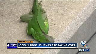 Town of Ocean Ridge looks at iguana control program