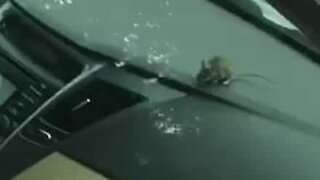 Rato encontrado fechado num carro
