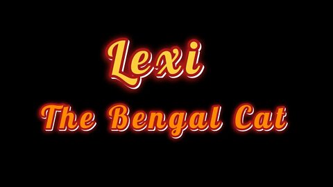 Lexi The Bengal Cat