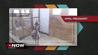 April the giraffe might be pregnant again 7 months after viral birth