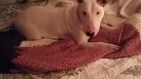 Rescue Dog Experiences A Bed For The First Time