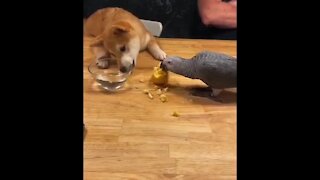 Parrot and puppy share an apple together