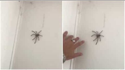 Australier forsøger at lege med en edderkop og bliver forskrækket