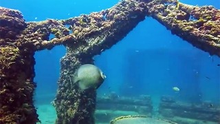 The Neptune Memorial Reef Is A Florida Attraction That is Unusually Beautiful