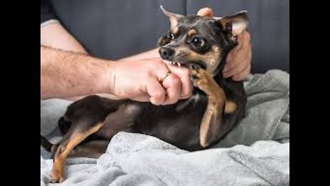 Cute Chihuahua Bites Baby in Super Slow Motion