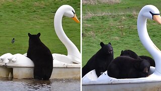 Adventurous bears get their own swan boat to explore