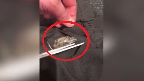 Shocking - Mother discovers a dead rat sewn into the school skirt of his daughter?