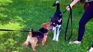 Excited Terrier meets Husky puppy