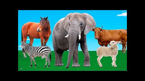 Herbivorous Animals - Elephant, Giraffe, Cow, Zebra