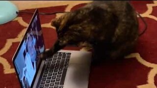 Cette pharmacienne Skype avec son adorable chat