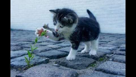 Funny and Cute Cat's Life Cats and Owners are the best