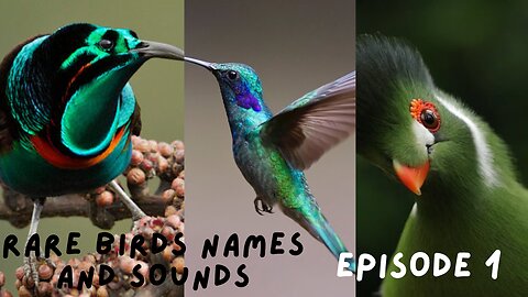 Rare Birds Names and Sounds
