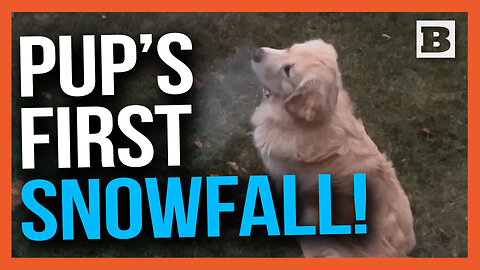 Pup's First Snowfall! — Dog Enjoys Serene Snowflakes