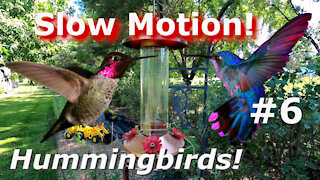 Hummingbird Cam ALPHA Bird Super Slow Motion Beautiful Birds in flight #6