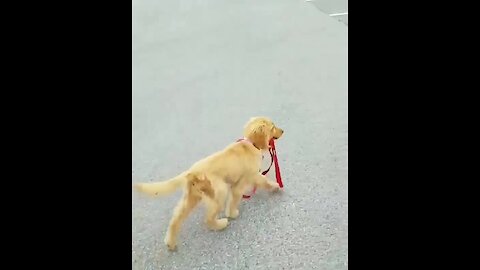 Golden Retriever Puppy Takes Herself For A Walk