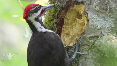 Dryocopus pileatus _Woodpecker