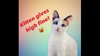 Adorable kitten gives￼ high five for his favorite treat! 😻