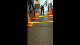 Precious pit bull needs physical therapy practice