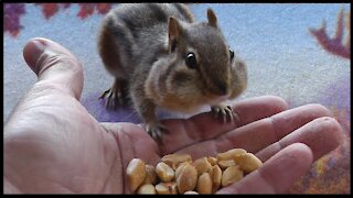 Backyard Wildlife: Feeding The Fluffy Gang!!!