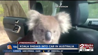 Koala sneaks into car in Australia