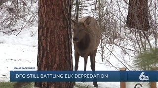 Fish and Game says elk depredation prevention efforts are working