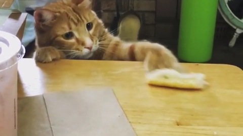 Cat really wants some bread