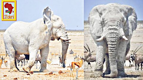 Will This Magestic White Bull ELEPHANT Charge? Etosha National Park (Best Wildlife Sightings)