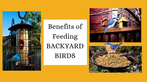 Surprising Benefits of Feeding Backyard Birds