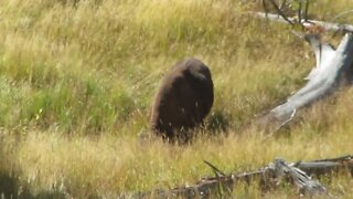 Buffalo in Yellowstone