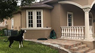 Brave Squirrel Teases Katie the Great Dane