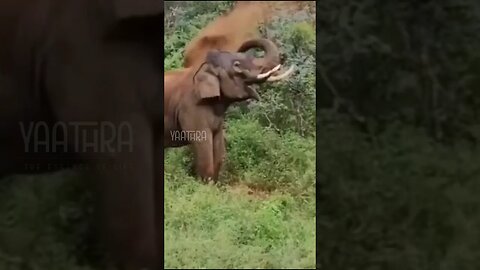 ആനയുടെ കുളിസീൻ | Wild Elephant's Mud Bathing | Mudumalai Forest | Wildlife Safari | Yaathra | S #163