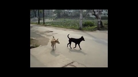the dog chasing| another dog| viral video