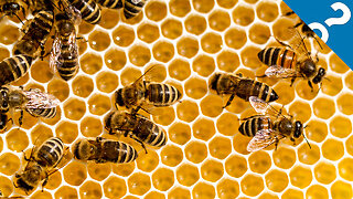 What the Stuff?!: 5 of the Weirdest Things About Bees