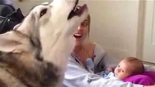 Siberian Husky helps sing lullaby for baby