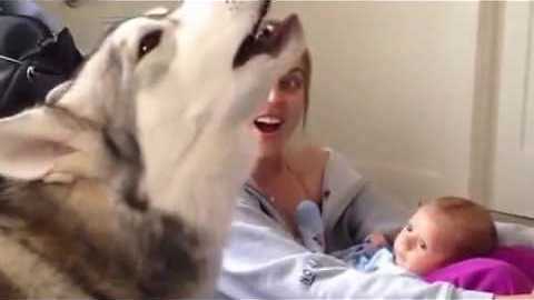 Siberian Husky helps sing lullaby for baby