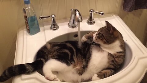 Kitty Cat Bath Time