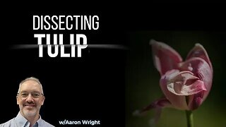 Dissecting TULIP (Interview w/Aaron Wright)