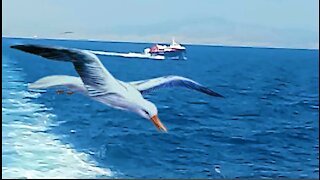 Sea Seagulls