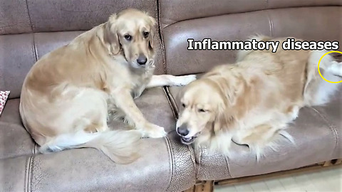 Compassionate Golden Retriever Brings Treats To Her Sick Sister